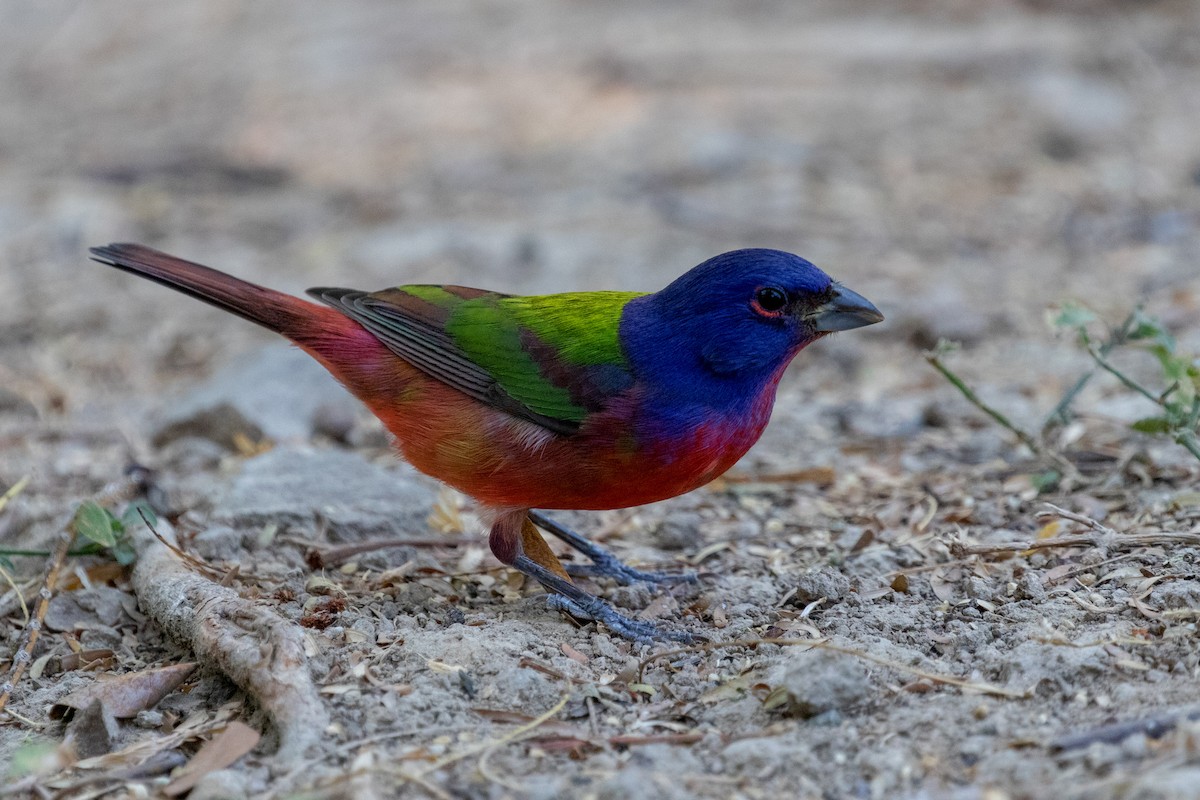 Painted Bunting - kenneth reyes