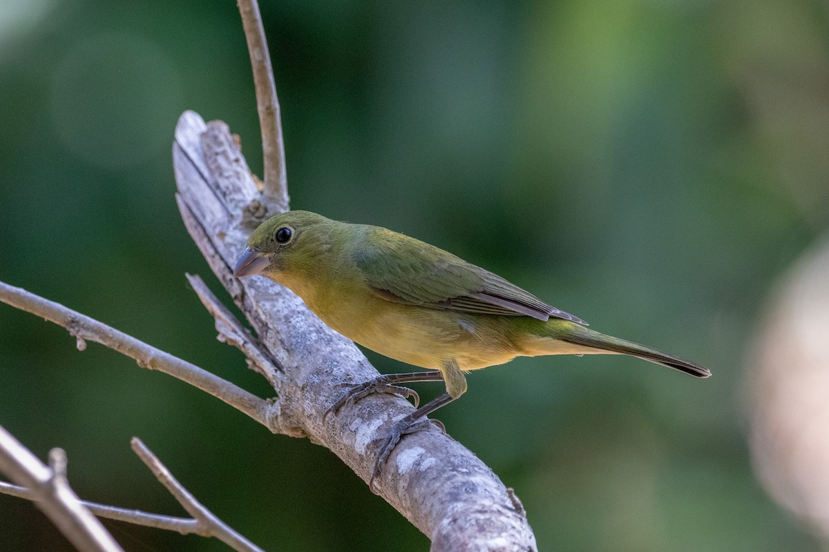 Painted Bunting - ML144360081