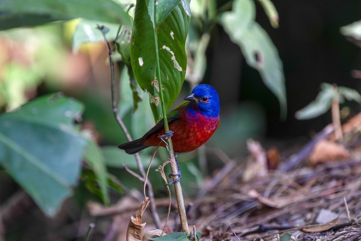 Painted Bunting - ML144360131