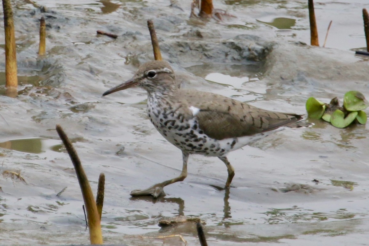 Spotted Sandpiper - Gil Ewing