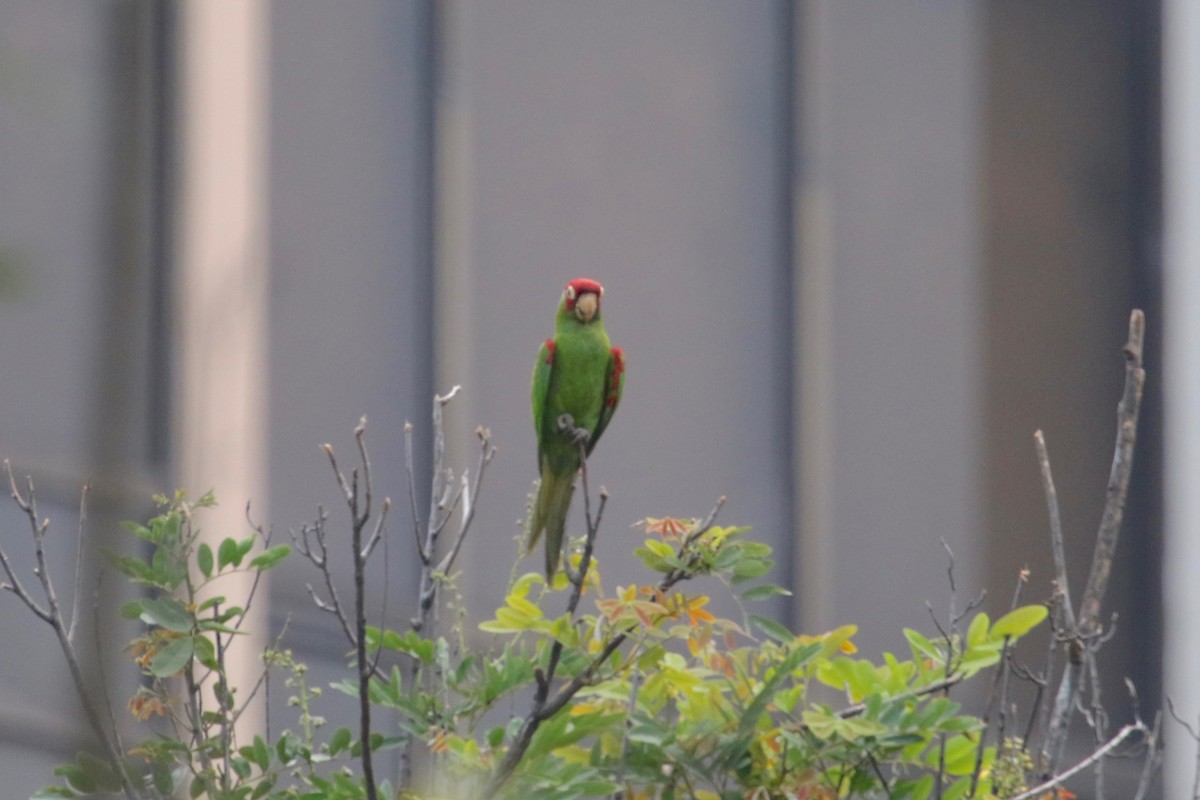 Red-masked Parakeet - ML144360251