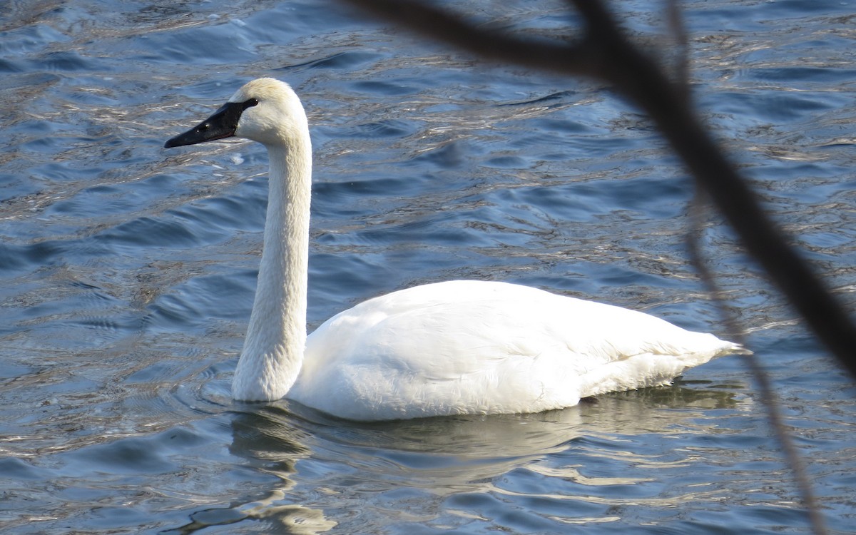 Trumpeter Swan - Pam Campbell
