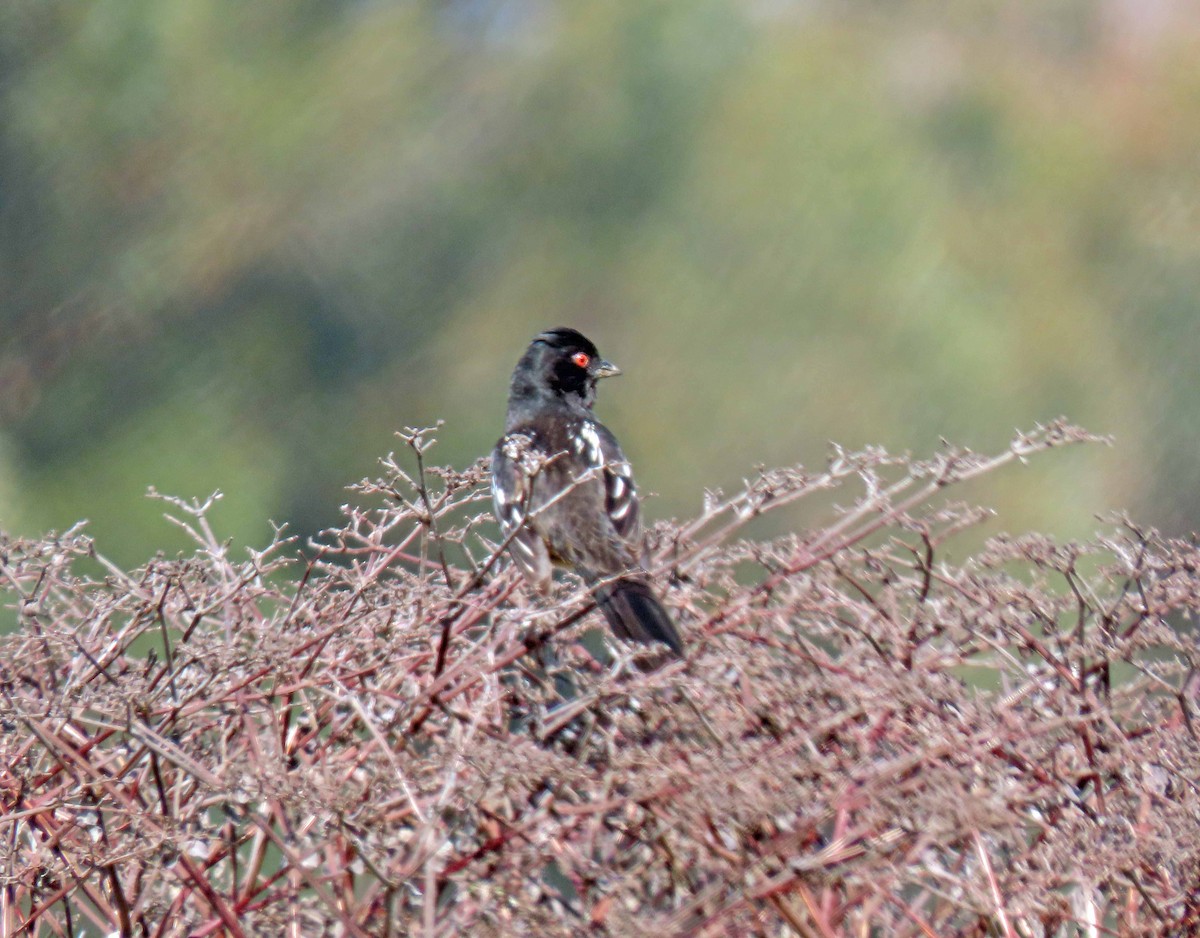 Spotted Towhee - Sharon Hull