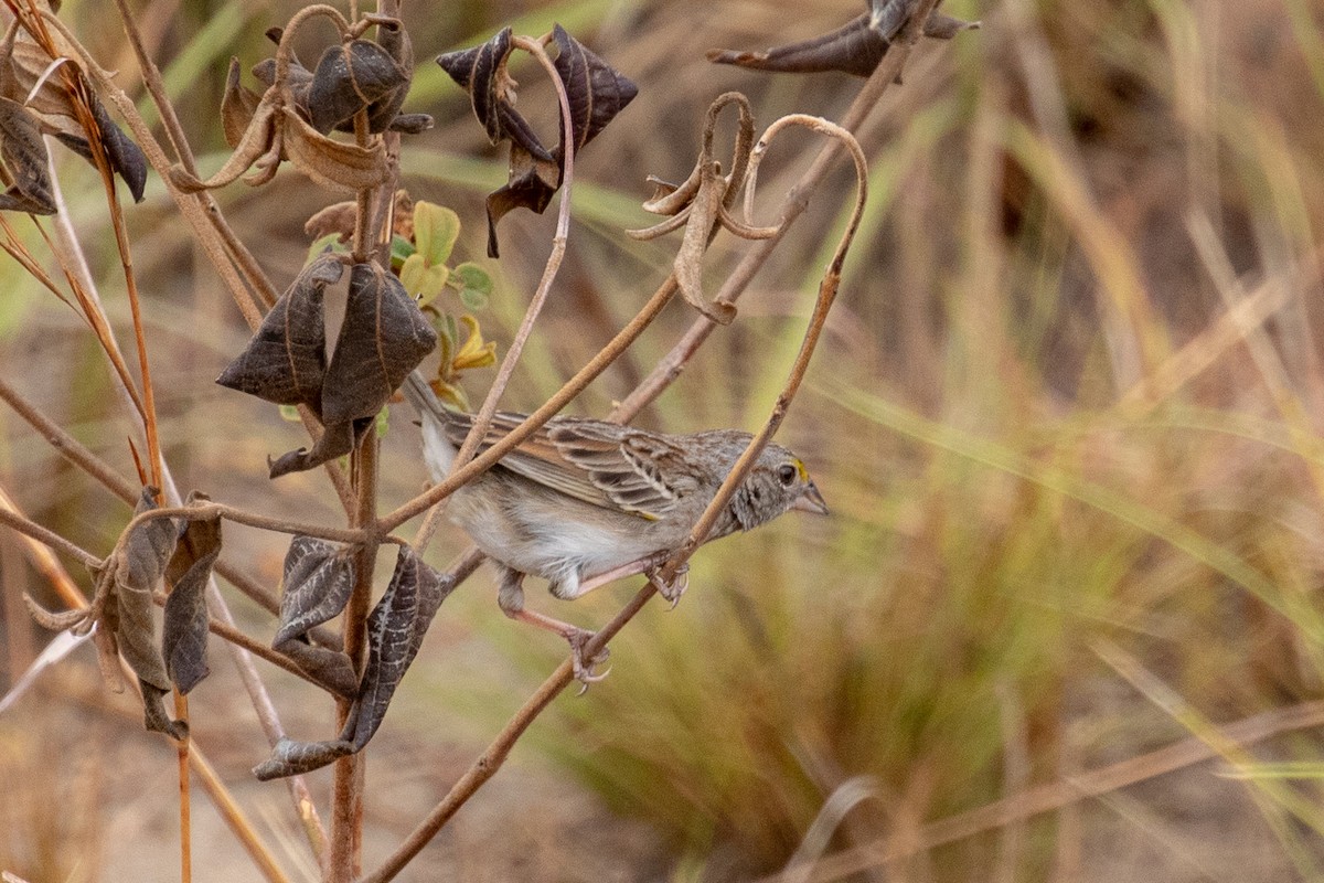 Grassland Sparrow - ML144364131