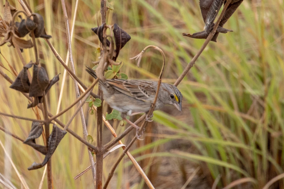 Grassland Sparrow - ML144364141
