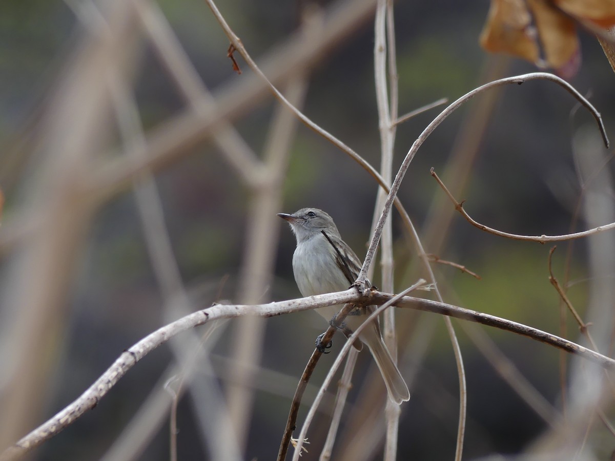 Northern/Southern Mouse-colored Tyrannulet - Robin Duska