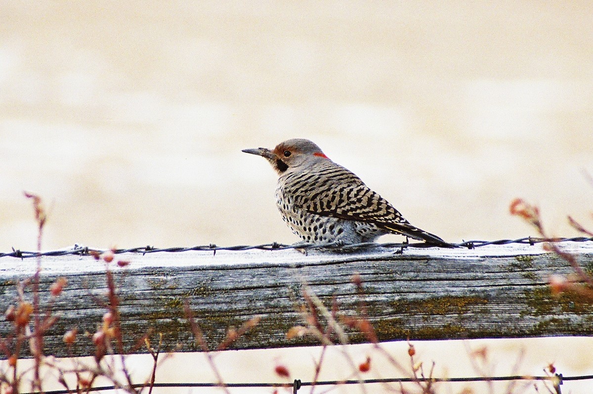 Northern Flicker (Yellow-shafted) - Steve Rottenborn