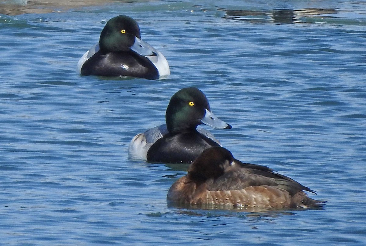 Greater Scaup - ML144369991