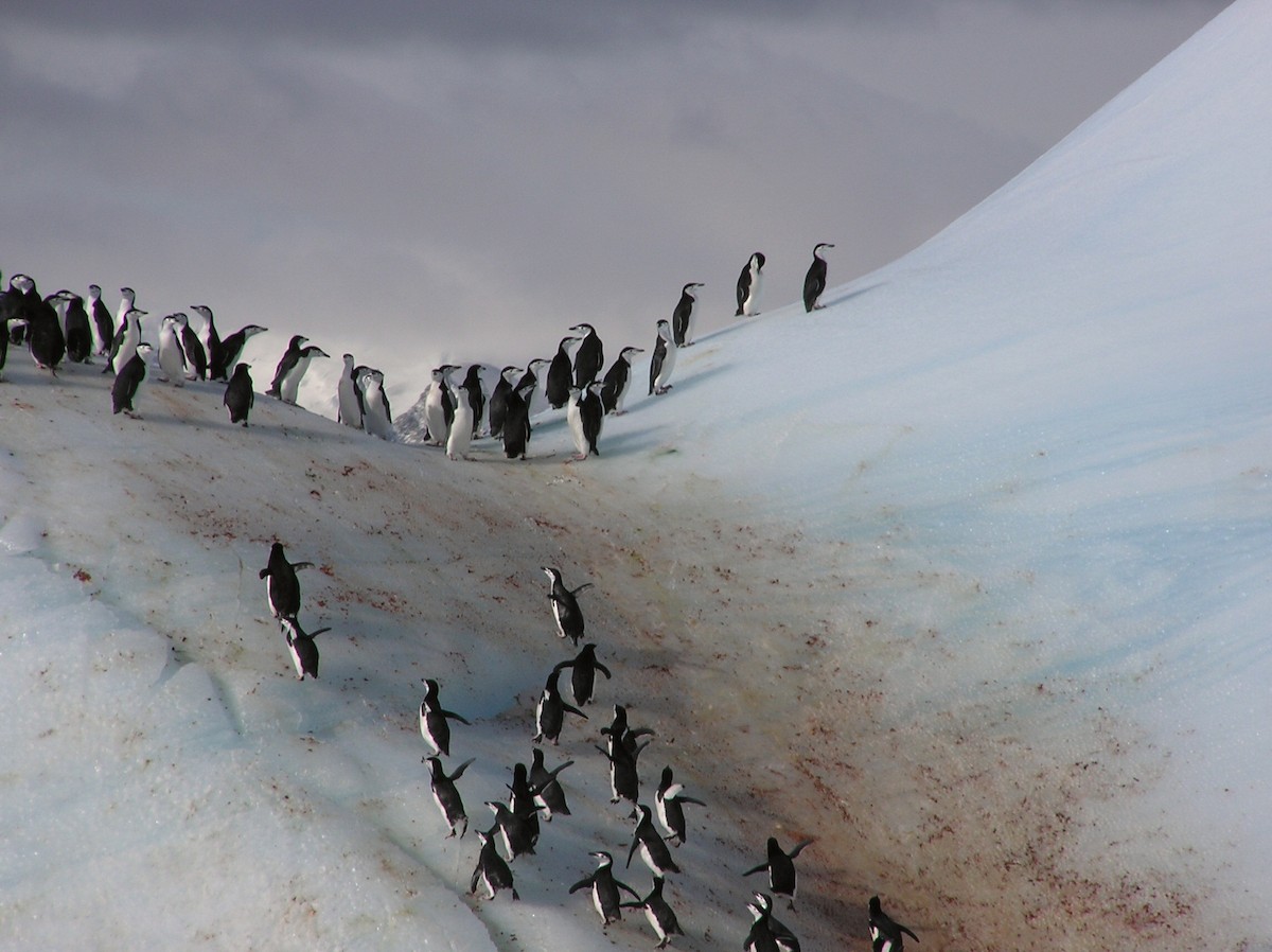 Антарктический пингвин - ML144371141