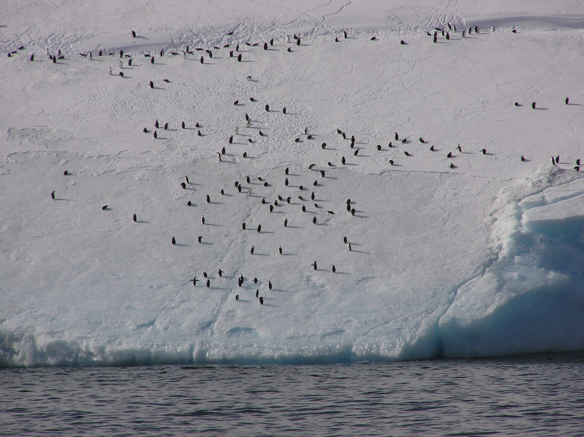 Пінгвін антарктичний - ML144371171
