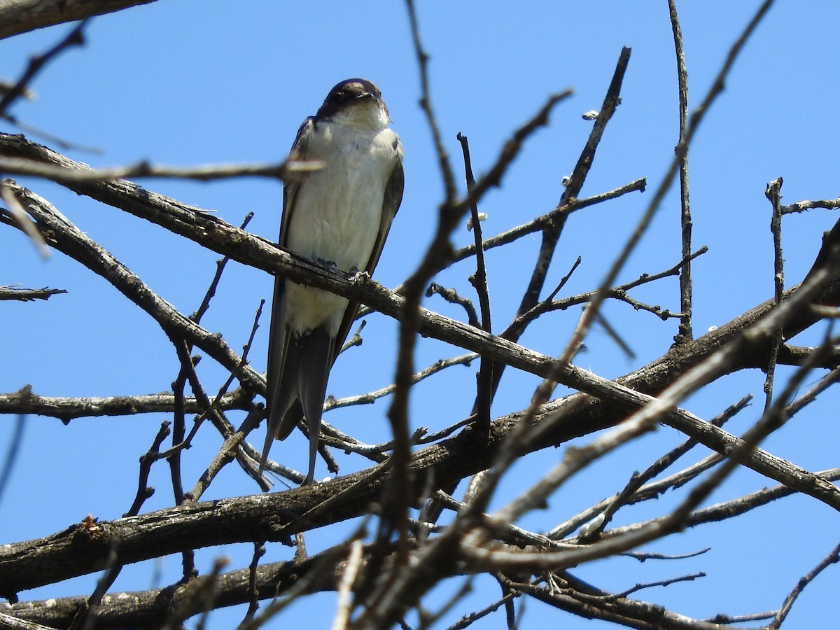 Pearl-breasted Swallow - ML144371421