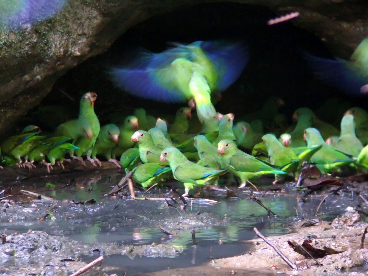 Cobalt-winged Parakeet - Brennan Mulrooney