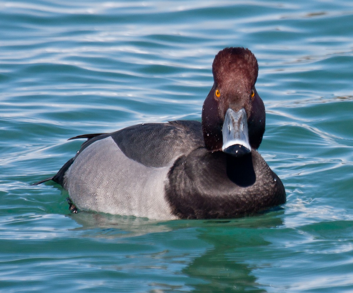 Redhead x Ring-necked Duck (hybrid) - Mike Bouman