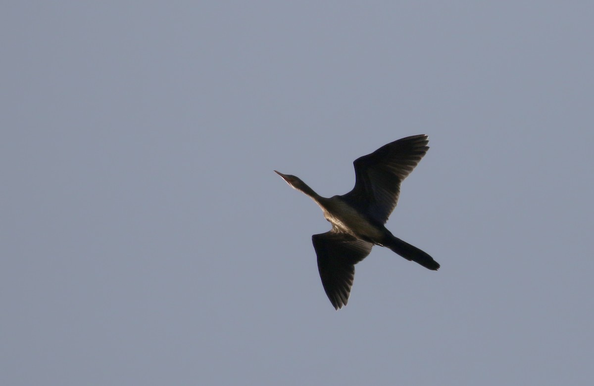 Long-tailed Cormorant - Jay McGowan