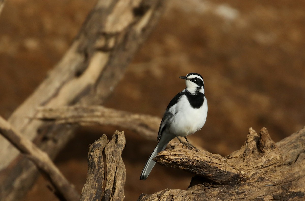 African Pied Wagtail - Jay McGowan