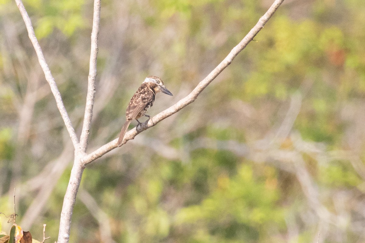 Two-banded Puffbird - ML144381891