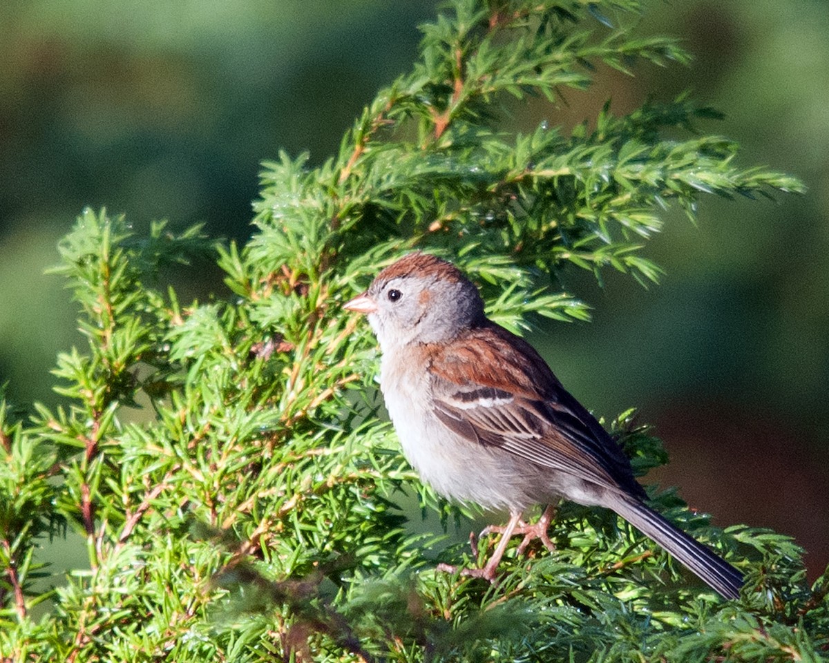 Field Sparrow - Naseem Reza