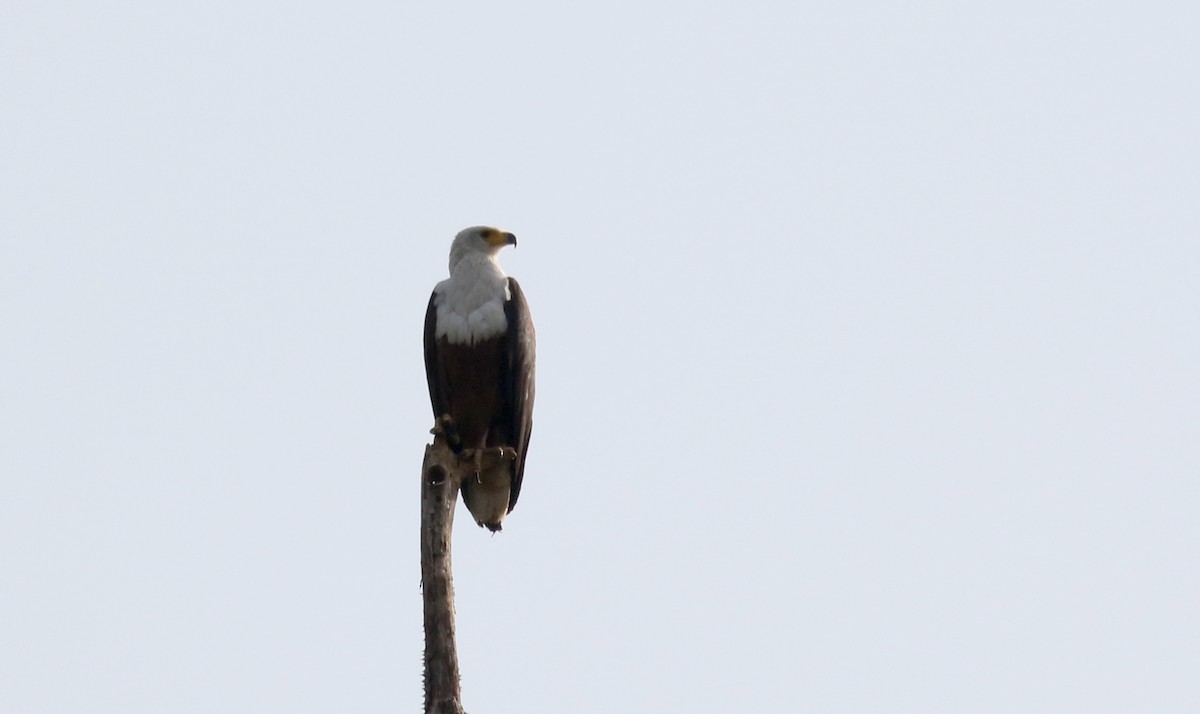 African Fish-Eagle - ML144382321
