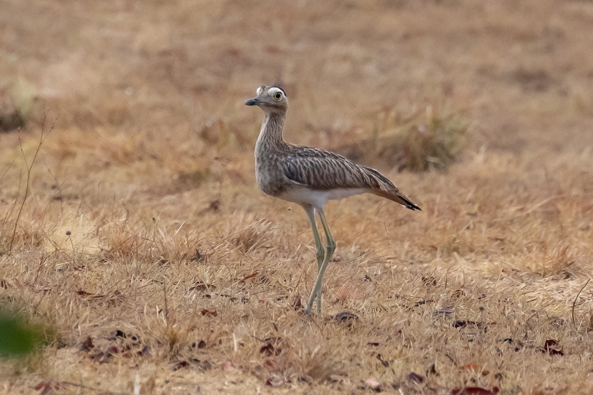 Double-striped Thick-knee - ML144382351