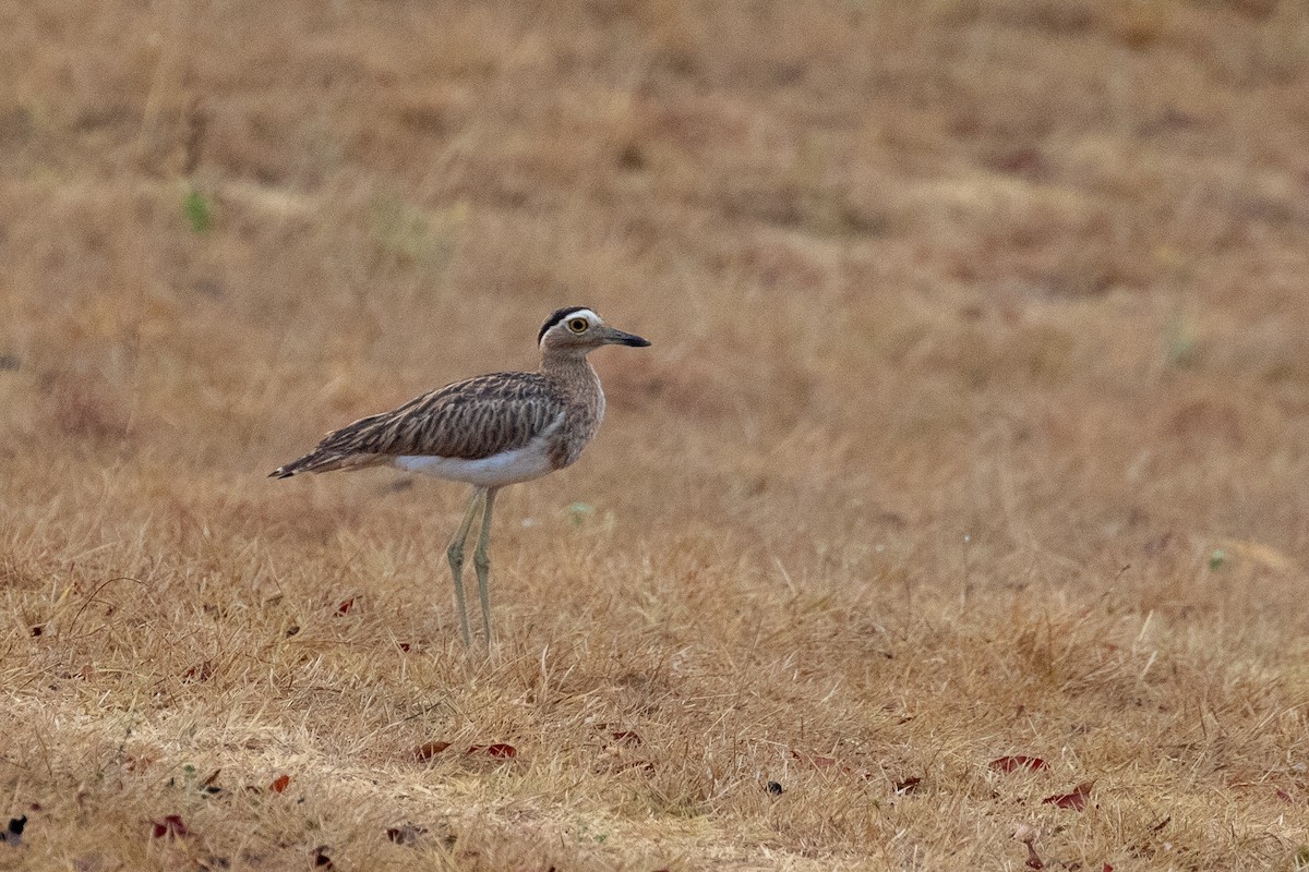 Double-striped Thick-knee - ML144382381