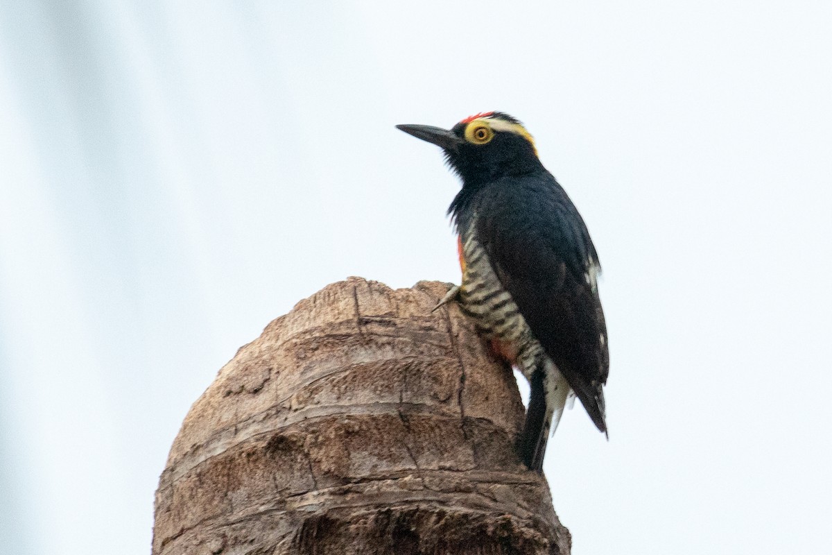 Yellow-tufted Woodpecker - ML144382431