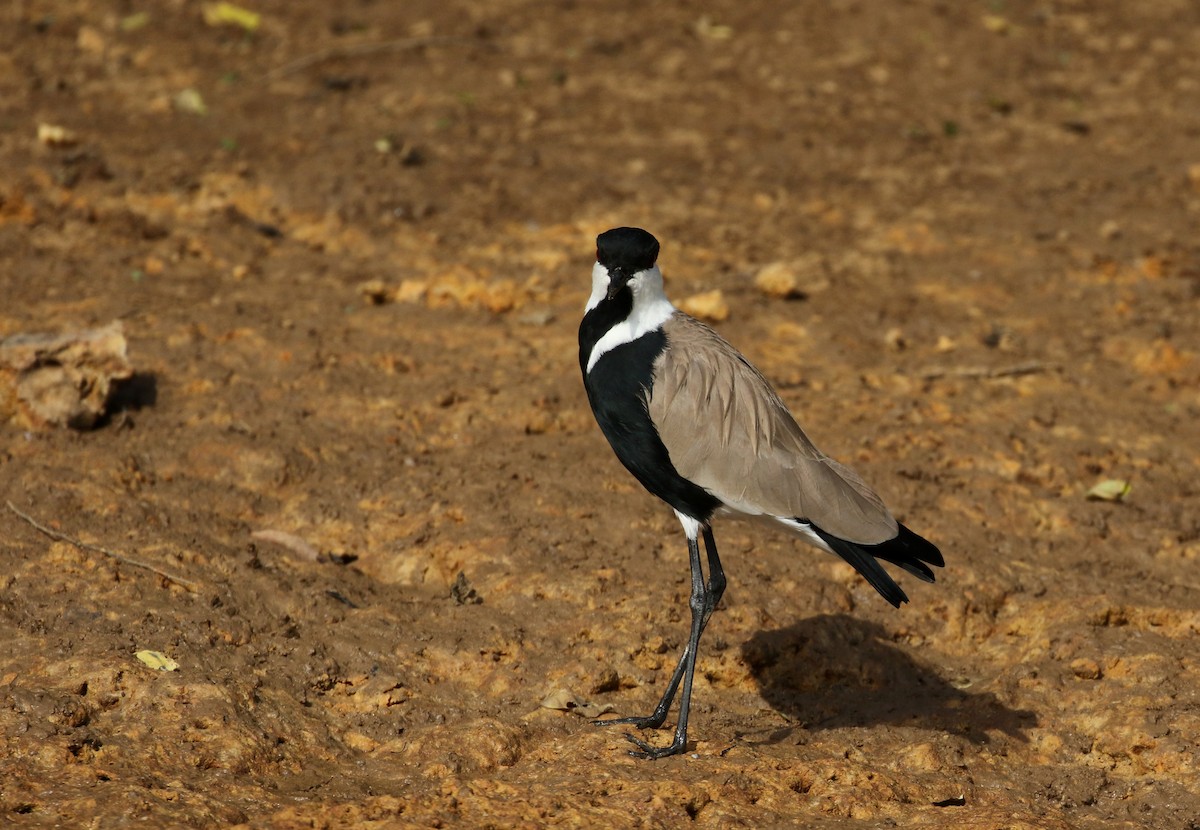 Spur-winged Lapwing - ML144382591