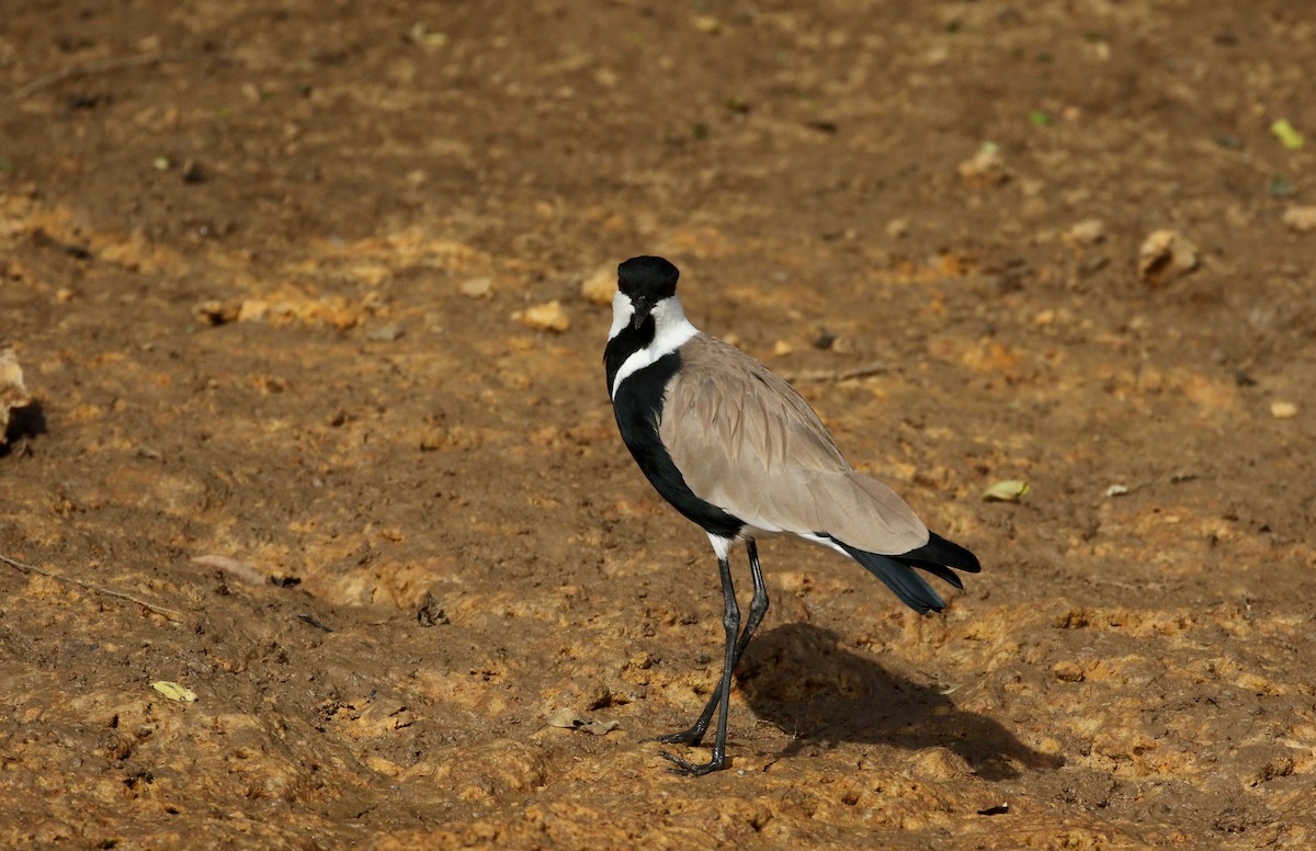 Spur-winged Lapwing - ML144382631