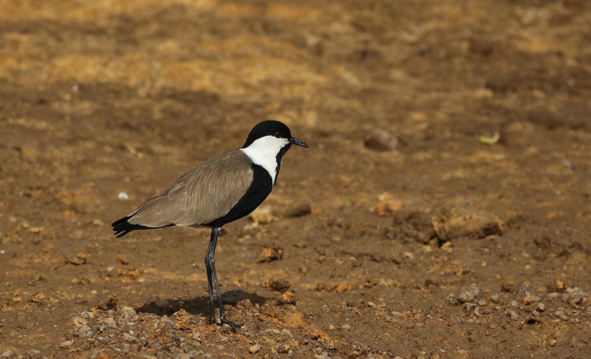 Spur-winged Lapwing - ML144382641
