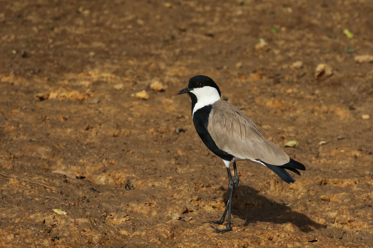 Spur-winged Lapwing - Jay McGowan