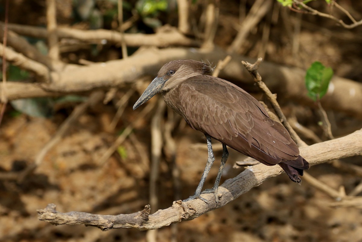 Hamerkop - Jay McGowan