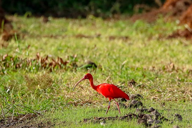 Scarlet Ibis - Richard Lakhan