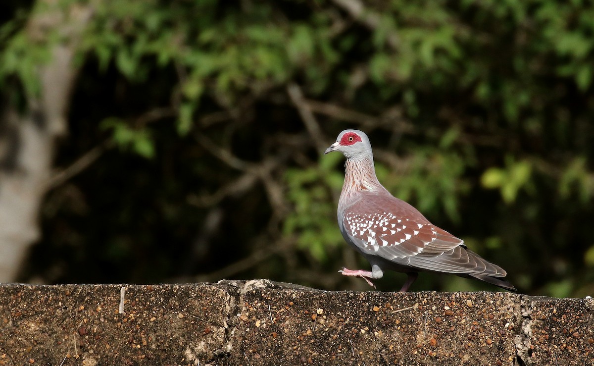 Speckled Pigeon - Jay McGowan