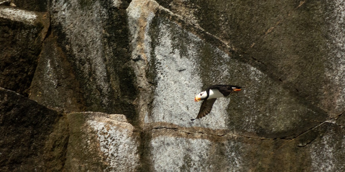 Horned Puffin - Chaney Swiney