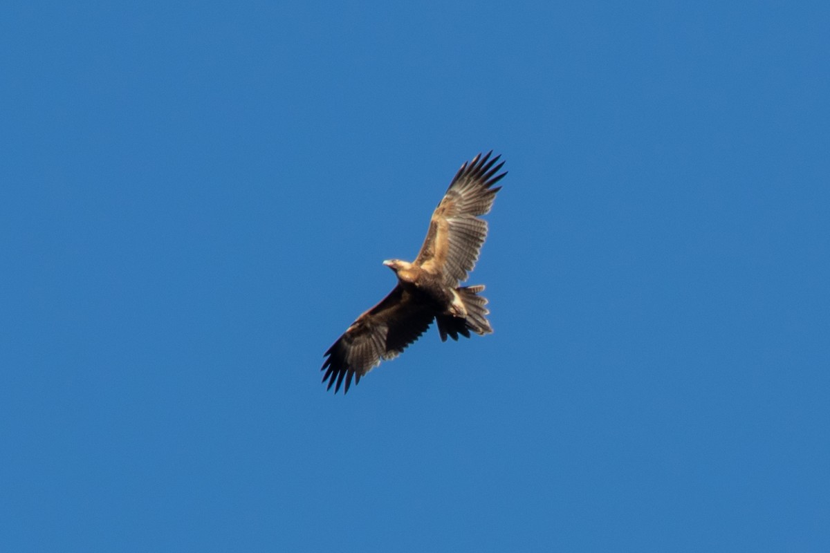 Wedge-tailed Eagle - ML144391341