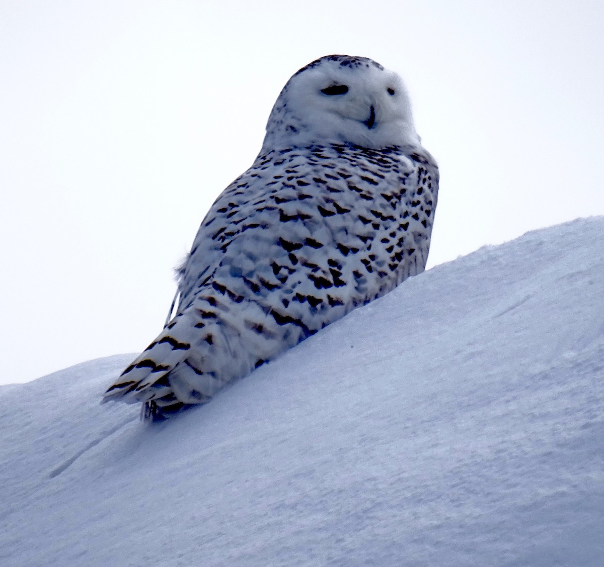 Snowy Owl - ML144391411