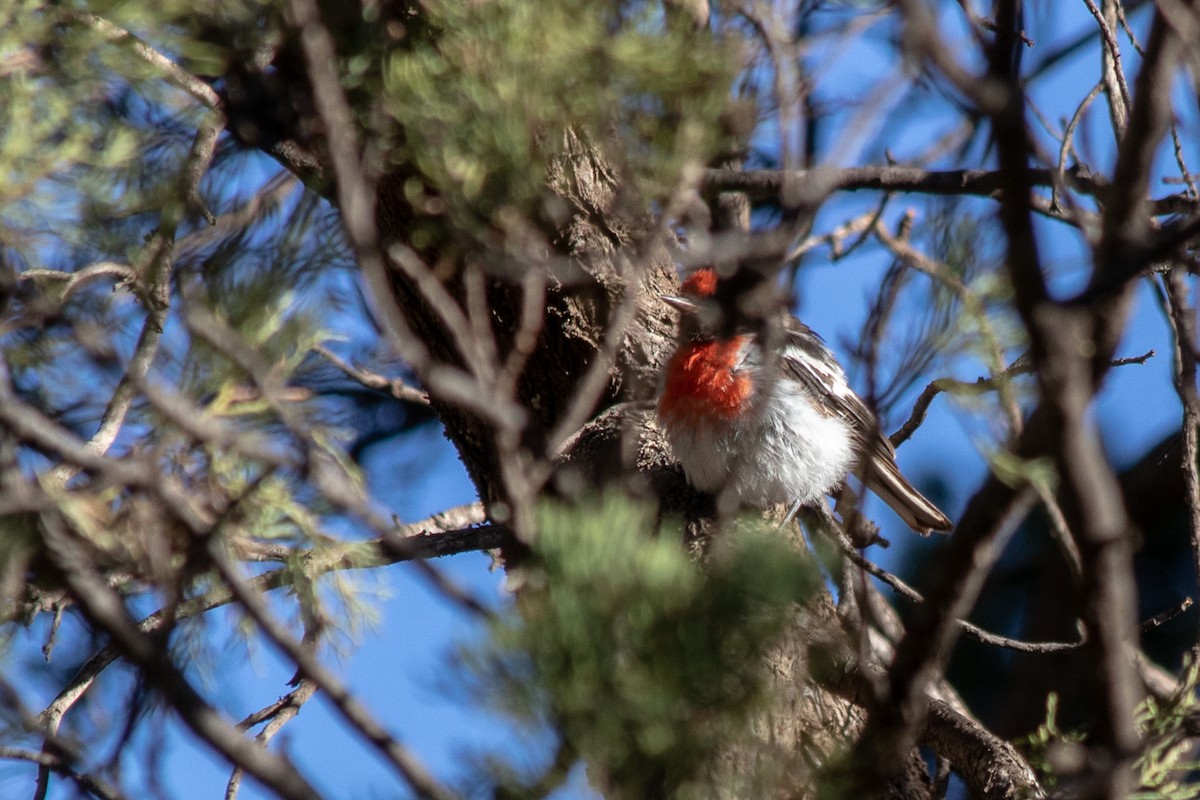 Red-capped Robin - ML144391461
