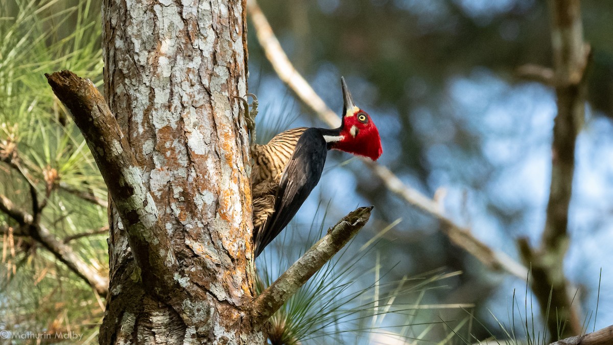Crimson-crested Woodpecker - ML144393641