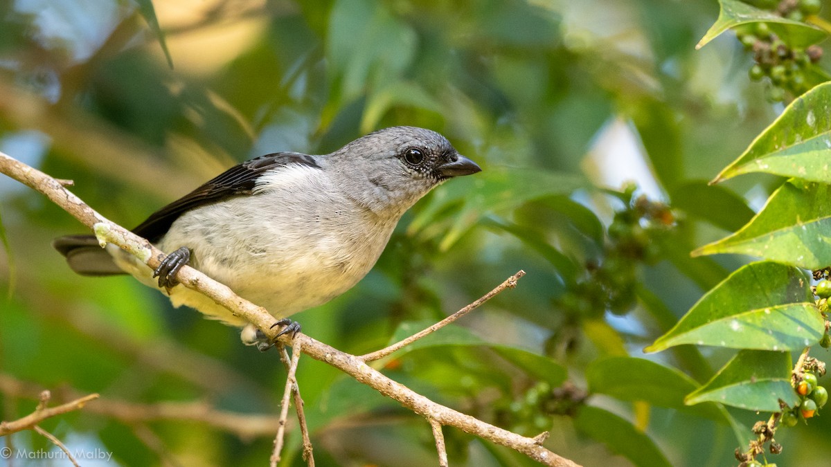 Plain-colored Tanager - ML144394071