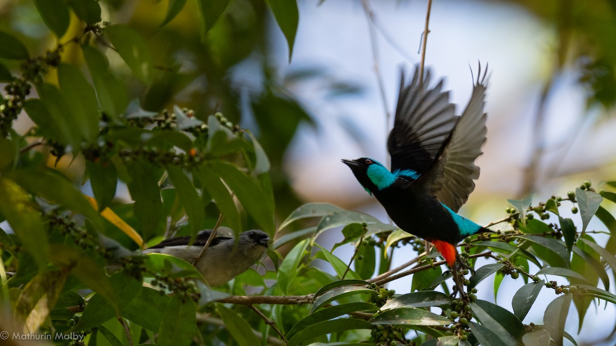 Scarlet-thighed Dacnis - Mathurin Malby
