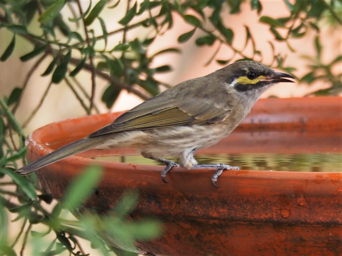 Yellow-faced Honeyeater - Deb Oliver