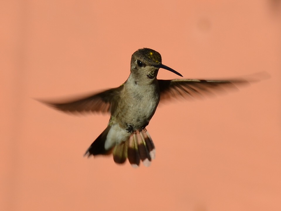 Costa's Hummingbird - ML144396641