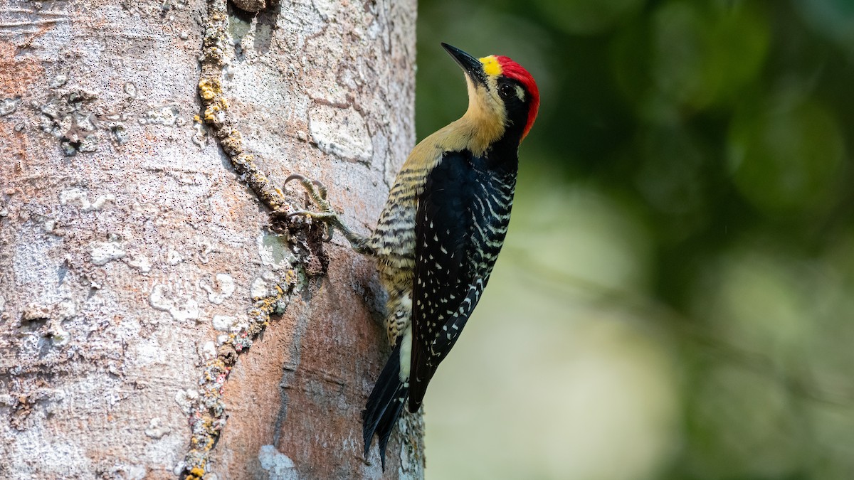 Black-cheeked Woodpecker - Mathurin Malby