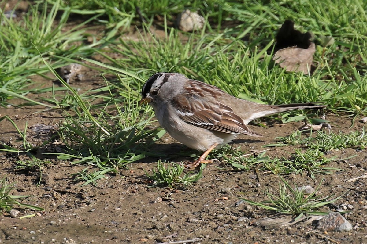 White-crowned Sparrow - Tom Fangrow