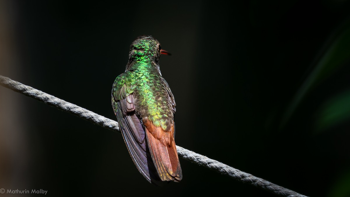 Rufous-tailed Hummingbird - ML144398541