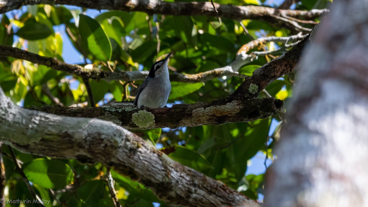 White-browed Gnatcatcher - Mathurin Malby