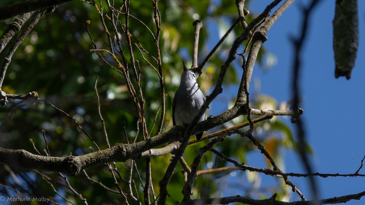White-browed Gnatcatcher - Mathurin Malby