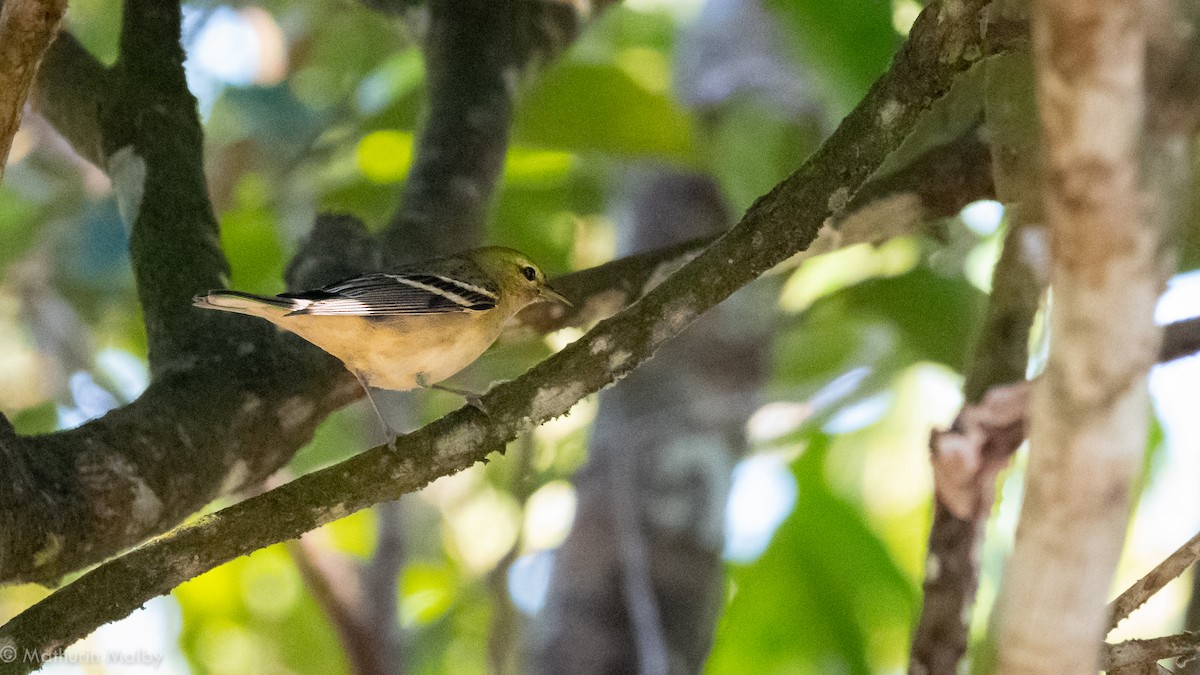 Bay-breasted Warbler - ML144398761