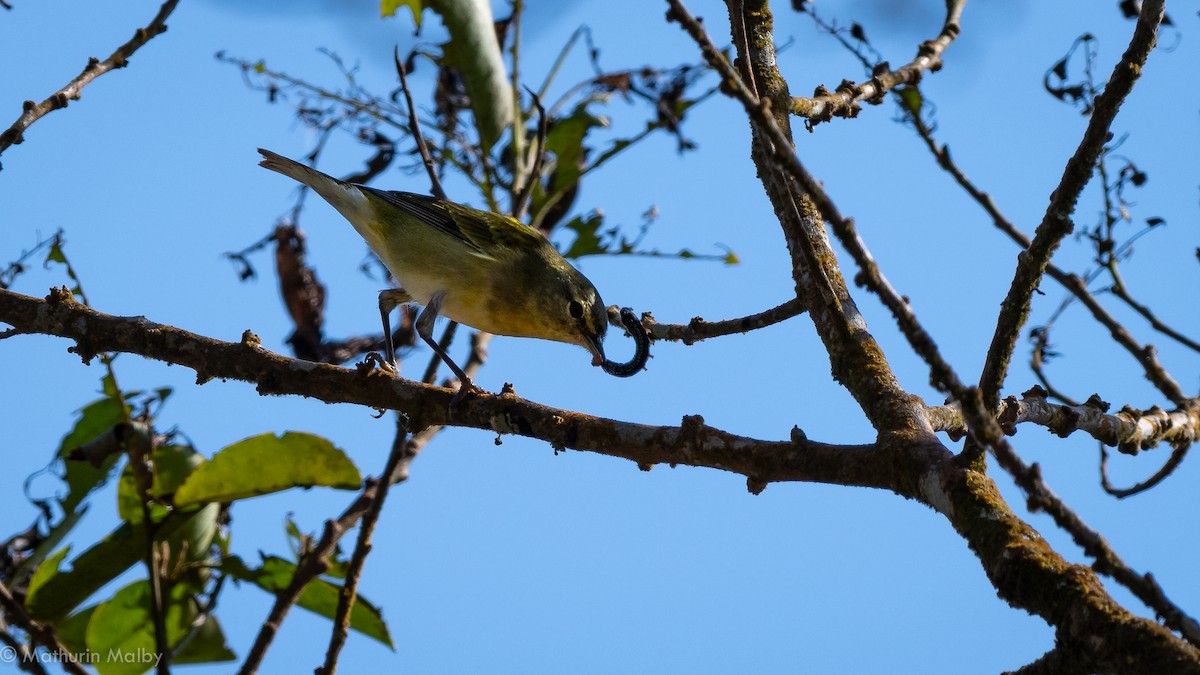 Tennessee Warbler - Mathurin Malby