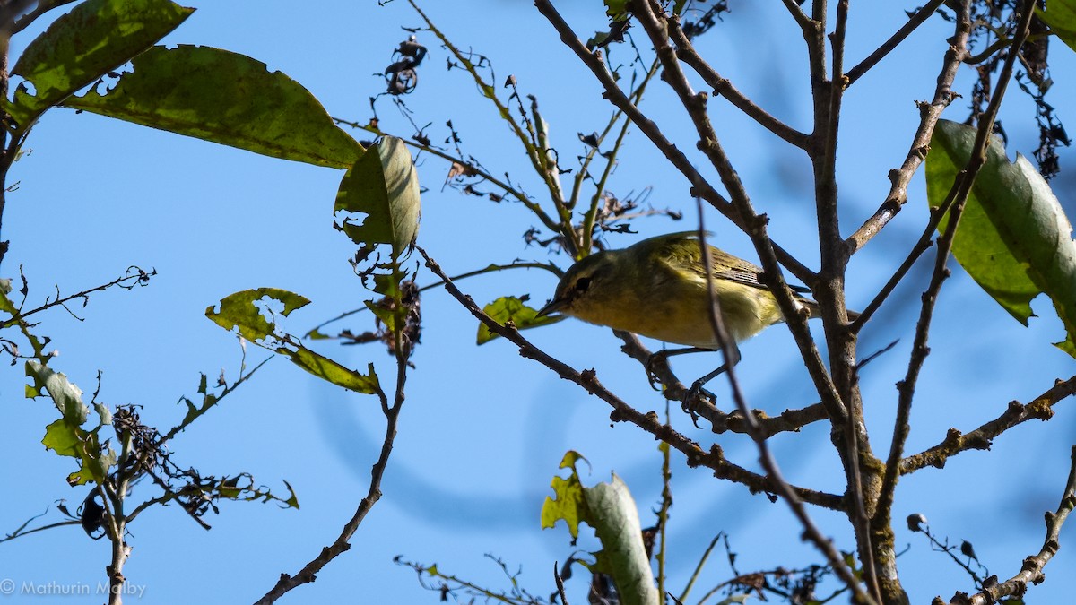 Tennessee Warbler - Mathurin Malby