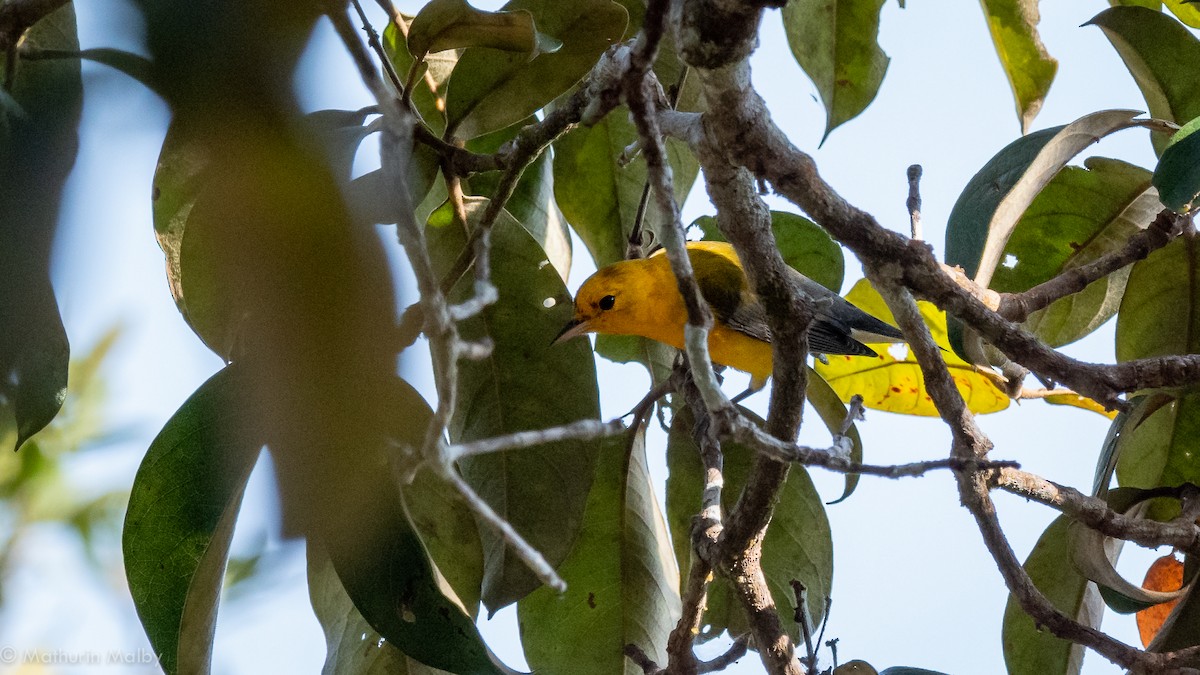 Prothonotary Warbler - Mathurin Malby